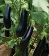Насіння баклажану Мабел F1, п.о. 250 насінин (Vitalis) - 1
