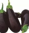 Насіння баклажану Класик F1, 5 г (Clause) - 1