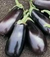 Насіння баклажану Класик F1, 5 г (Clause) - 2