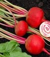 Семена свеклы Чиогиа Гардсмарк, п.е. 10 тыс. семян (Sakata) - 2