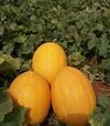 Семена дыни Каррера F1, п.е. 500 семян (Spark Seeds) - 3
