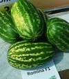 Семена арбуза Ромина F1, п.е. 1000 семян (Cora Seeds) - 1