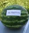 Семена арбуза ES 75077 F1, п.е. 500 семян (Ergon) - 3