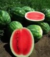 Семена арбуза Целин F1, п.е. 1000 семян (Clause) - 1