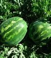 Семена арбуза Целин F1, п.е. 1000 семян (Clause) - 2