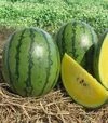 Семена арбуза Елов Лав F1, п.е. 1 тыс. семян (Clause) - 1