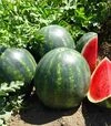 Насіння кавуна Синфонія F1, п.о. 500 насінин (Sakata) - 4