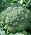 Насіння капусти броколі Стромболі F1, п.о. 2,5 тис. насінин (Hazera) - 1