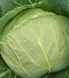 Семена белокочанной капусты Пушма F1, п.е. 1 тыс. семян (Rijk Zwaan) - 2