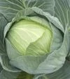 Семена белокочанной капусты Сторема F1, п.е. 1 тыс. семян (Rijk Zwaan) - 1