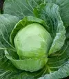 Семена белокочанной капусты Адема F1, п.е. 1 тыс. семян (Rijk Zwaan) - 2