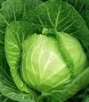 Семена белокочанной капусты Раменос F1, п.е. 10 тыс. семян (Hazera) - 3