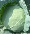Семена белокочанной капусты Болерома F1, п.е. 1 тыс. семян (Rijk Zwaan) - 1