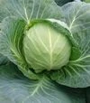 Насіння капусти Калібро F1, п.о. 10 тис насінин (Moravoseed) - 1