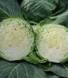 Насіння капусти Калібро F1, п.о. 10 тис насінин (Moravoseed) - 2