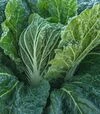 Семена капусты Базуко F1, п.е. 10 тыс семян (Bejo) - 2