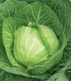Семена белокочанной капусты Каменная голова, 500 г (Коуэлл) - 1