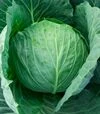 Насіння білоголової капусти Креатор F1, п.о. 2500 насінин (Syngenta) - 5