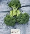 Семена капусты брокколи Миконос F1, п.е. 1 тыс. семян (Sakata) - 2