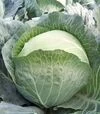 Семена белокочанной капусты Мадисон F1, п.е. 10 тыс. семян (Moravoseed) - 1