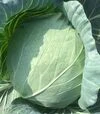 Семена белокочанной капусты Болерома F1, п.е. 2500 семян (Rijk Zwaan) - 1