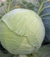 Семена белокочанной капусты ES 2144 F1, п.е. 1 тыс. семян (Ergon) - 2