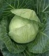 Семена белокочанной капусты Павел F1, 30 г (Semo) - 2