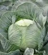 Семена белокочанной капусты Флексима F1, п.е. 2500 семян (Rijk Zwaan) - 1