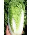 Семена пекинской капусты Рапид F1, 5 кг (Semo) - 1