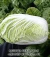 Семена пекинской капусты Саммер Хайленд F1, п.е. 2500 семян (NongWoo Bio) - 3