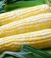 Насіння кукурудзи Палитра F1, п.о. 1 тис. насінин (МНАГОР) - 1
