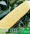 Насіння кукурудзи НБМ 2020 F1, п.о. 1 тис. насінин (МНАГОР) - 2