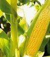 Семена кукурузы Камук F1, п.е. 5 тыс. семян (Clause) - 1