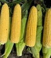 Семена кукурузы Камук F1, п.е. 5 тыс. семян (Clause) - 3