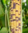 Семена кукурузы Украинский Биколор F1, п.е. 20 тыс. семян (МНОГОР) - 2