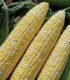 Семена кукурузы Мраморная F1, п.е. 1 тыс. семян (МНОГОР) - 1