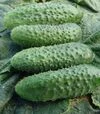 Семена огурца Алгамбра F1, 1 кг (Moravoseed) - 1