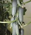 Семена огурца КС 80 F1, п.е. 500 семян (Kitano Seeds) - 2