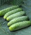 Семена огурца Гермина F1, 1 кг (Moravoseed) - 1