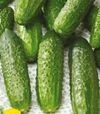 Семена огурца Гермина F1, 1 кг (Moravoseed) - 4