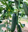 Насіння огірка ES 22020 F1, п.о. 500 насінин (Ergon) - 3