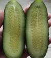 Семена огурца Брутус F1, п.е. 250 семян (Innova Seeds) - 4