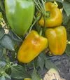 Насіння перцю Санта F1, п.о. 500 шт насінин (Spark Seeds) - 2
