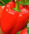 Насіння перцю Халк F1, п.о. 500 шт насінин (Sakata) - 2