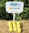 Семена перца Оида F1, п.е. 250 семян (Clause) - 1