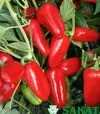 Семена перца Феррары F1, п.е. 500 семян (Sakata) - 1