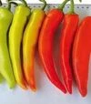 Насіння перцю Хуеро F1, п.о. 250 насінин (United Genetics) - 1