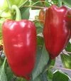 Семена перца Лунги F1, п.е. 250 семян (Semo) - 1