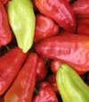 Семена перца Лунги F1, п.е. 250 семян (Semo) - 2