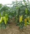 Семена перца Лунги F1, п.е. 250 семян (Semo) - 4